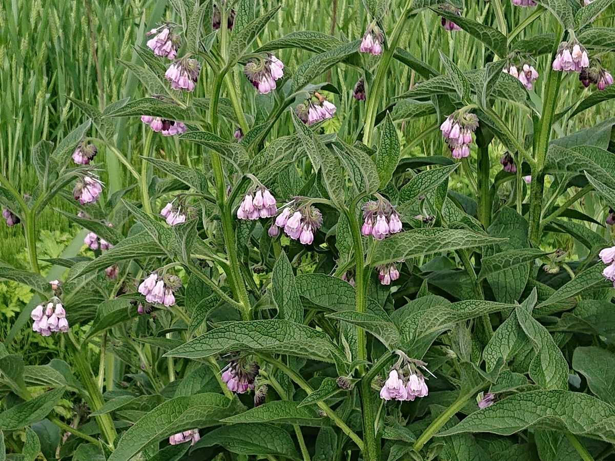 f:id:hatekota810:20210619163959j:plain