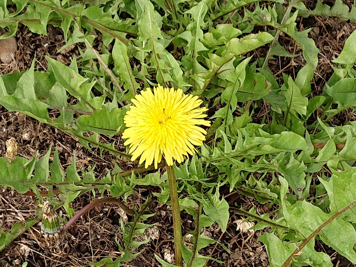 f:id:hatekota810:20210619164123j:plain