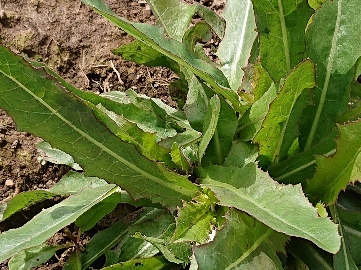 f:id:hatekota810:20210619164335j:plain