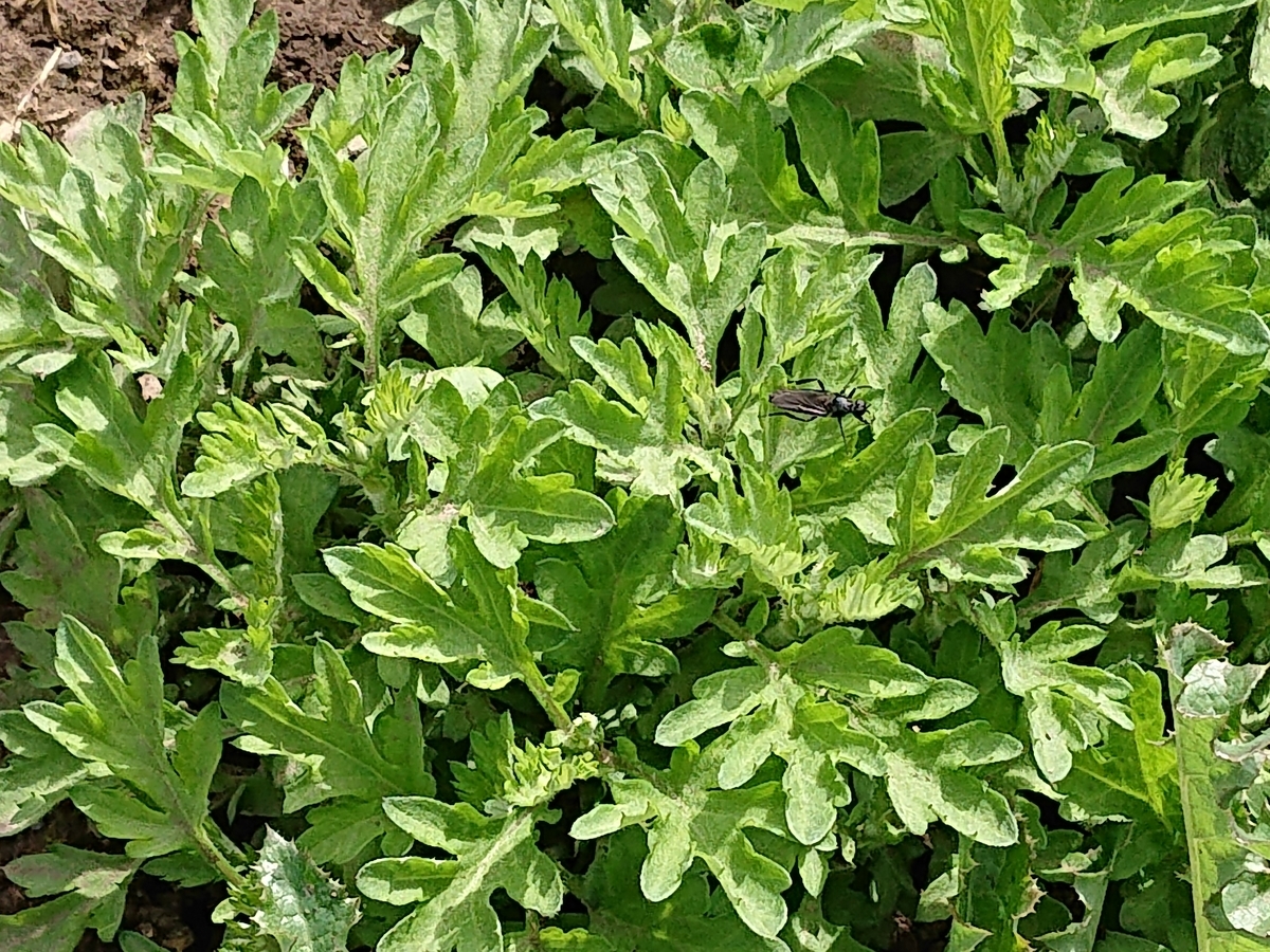 f:id:hatekota810:20210619164743j:plain