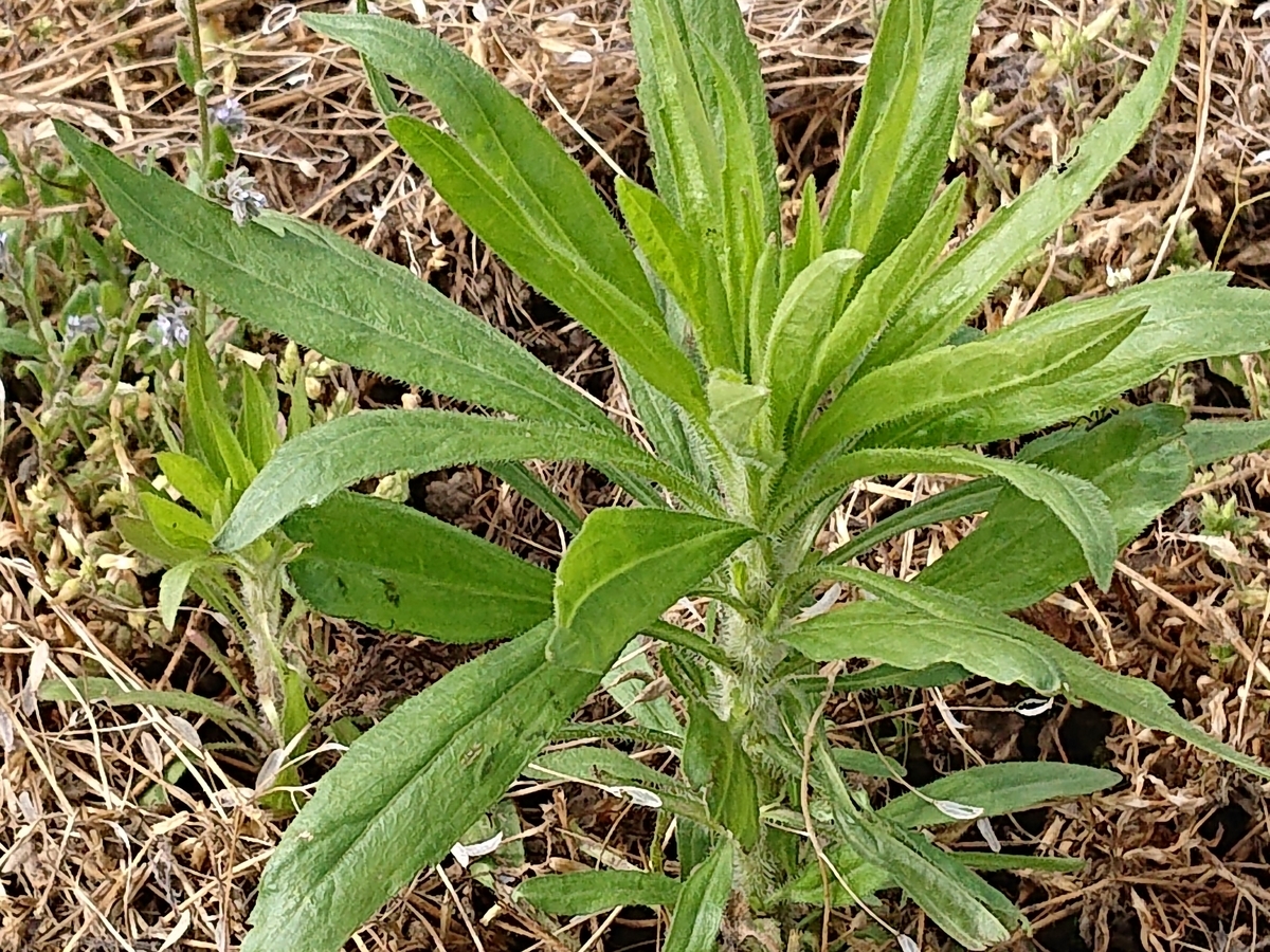 f:id:hatekota810:20210619165307j:plain