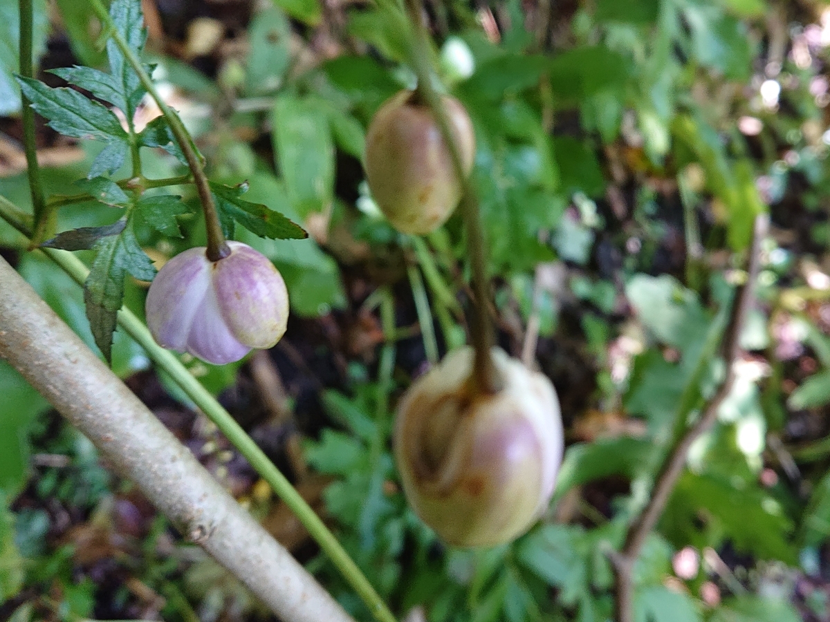 f:id:hatekota810:20210912082356j:plain