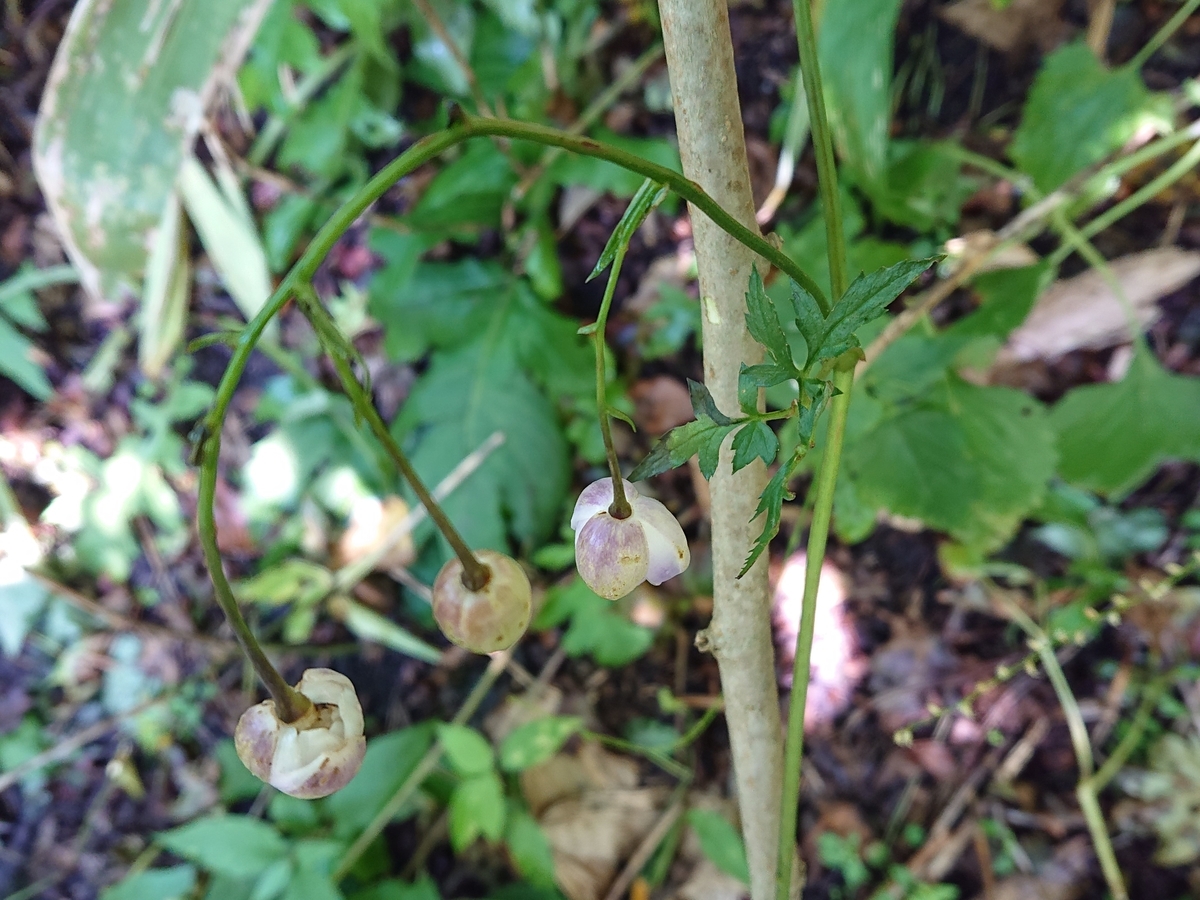 f:id:hatekota810:20210912082617j:plain