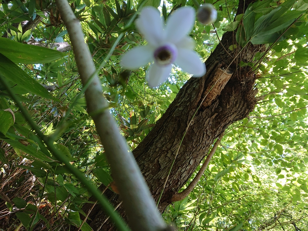 f:id:hatekota810:20210912082957j:plain