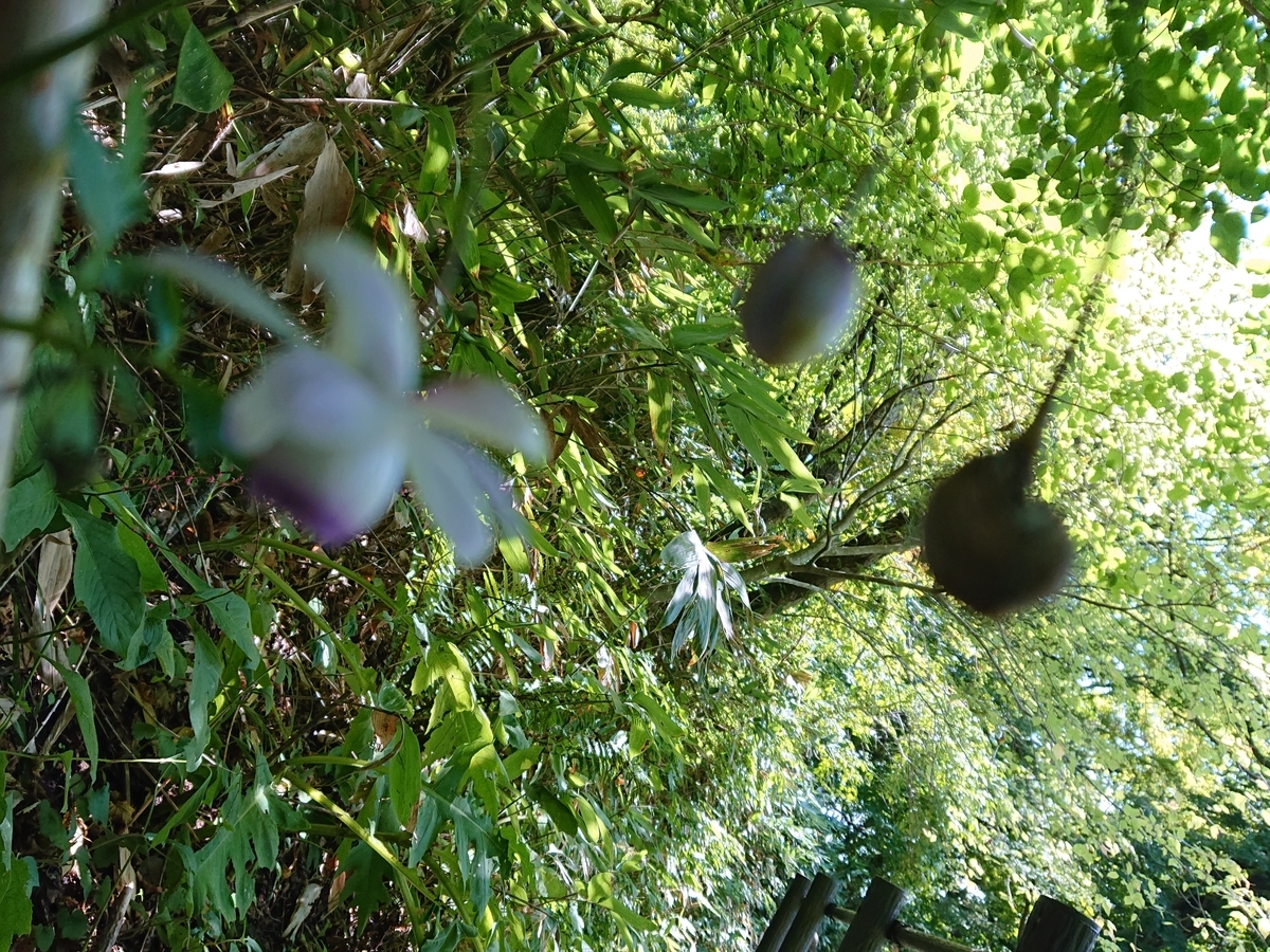 f:id:hatekota810:20210912083200j:plain