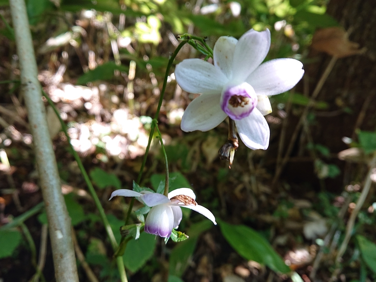 f:id:hatekota810:20210912083529j:plain