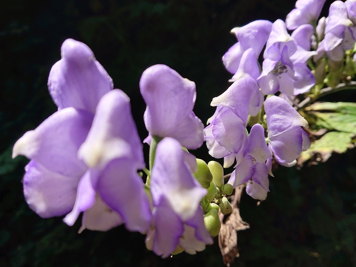 f:id:hatekota810:20210912083948j:plain