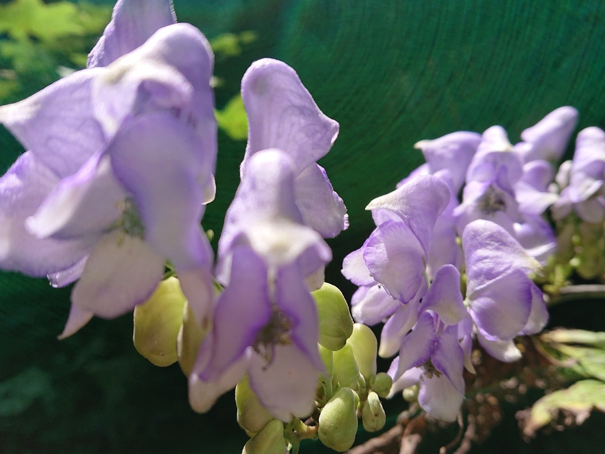 f:id:hatekota810:20210912084636j:plain