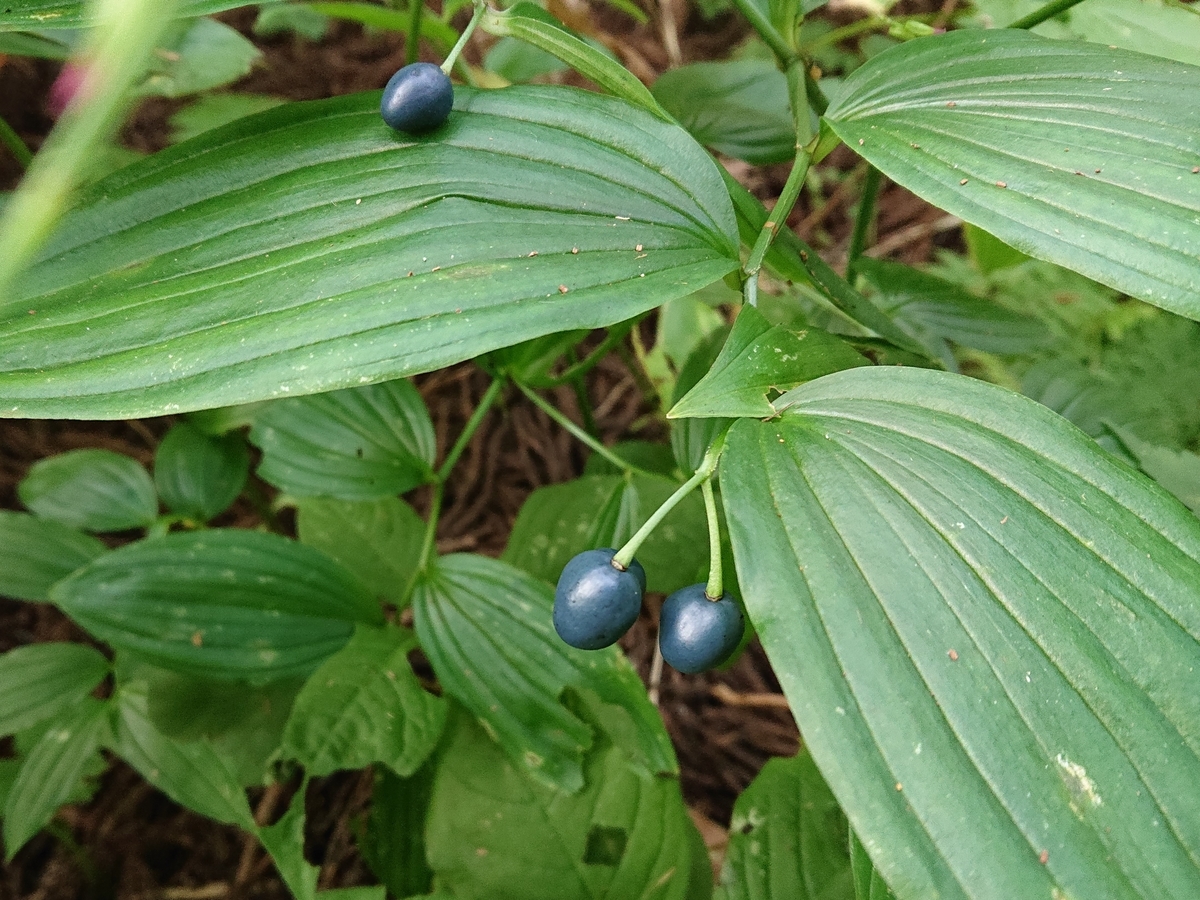 f:id:hatekota810:20210912085200j:plain