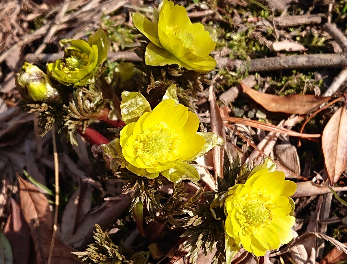 f:id:hatekota810:20220401165324j:plain