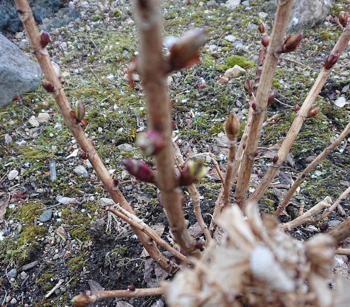 f:id:hatekota810:20220401165836j:plain