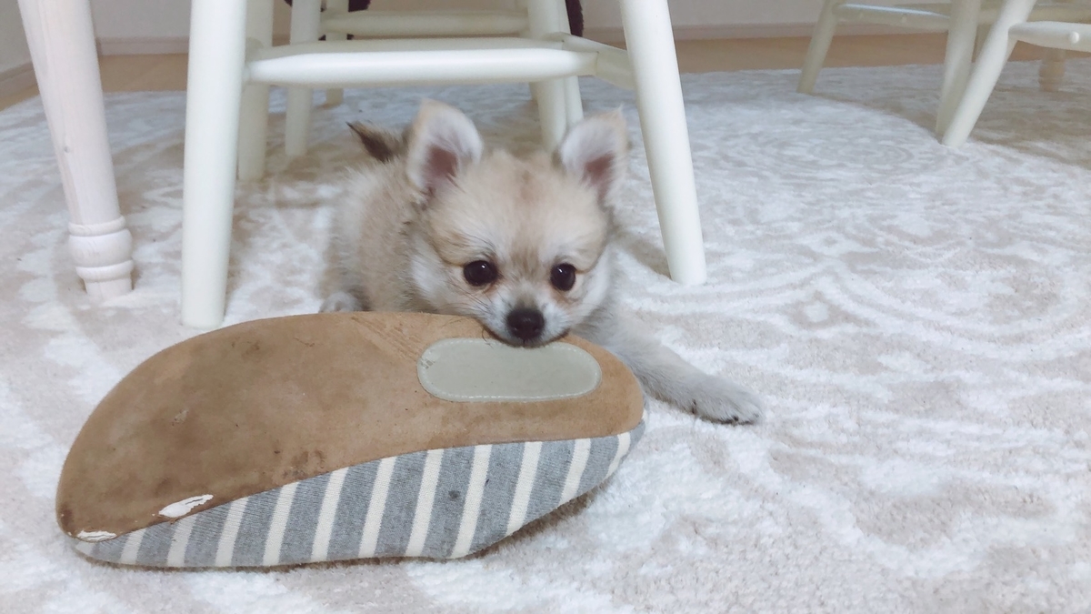 生後2ヶ月ミックス犬 ポメチワ 赤ちゃんの離乳食 笑顔になれるブログ
