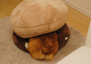 f:id:hatenacinnamon:20051113200646:image