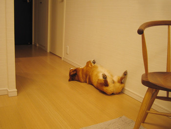 f:id:hatenacinnamon:20060319095921j:image