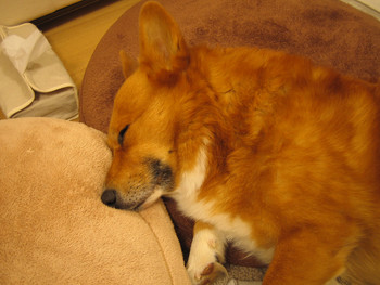 f:id:hatenacinnamon:20060405110225:image