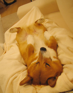 f:id:hatenacinnamon:20060414193525j:image