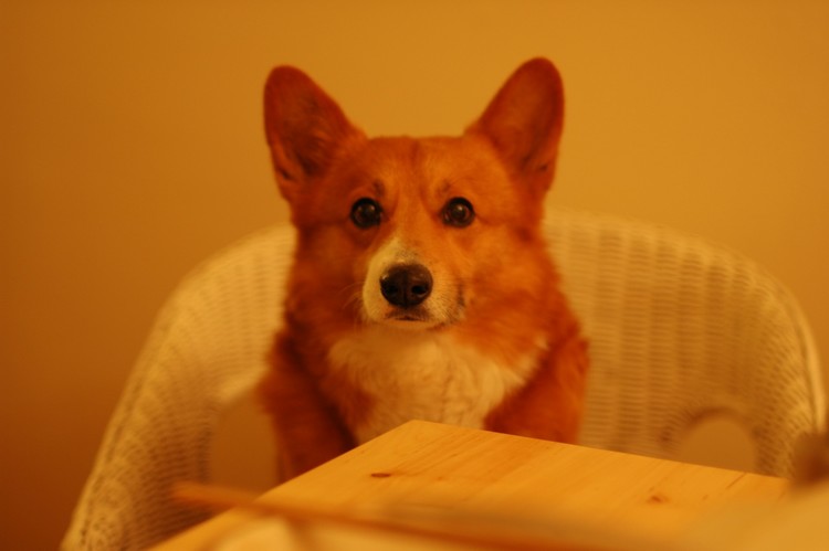f:id:hatenacinnamon:20070124060402j:image