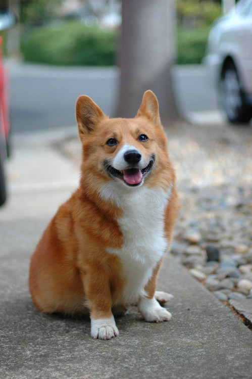 f:id:hatenacinnamon:20070328031208j:image