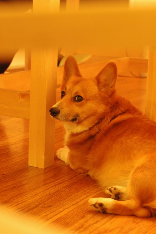 f:id:hatenacinnamon:20070830111434j:image