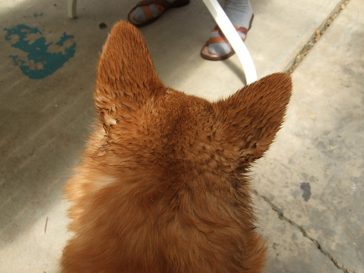 f:id:hatenacinnamon:20080204014609j:image