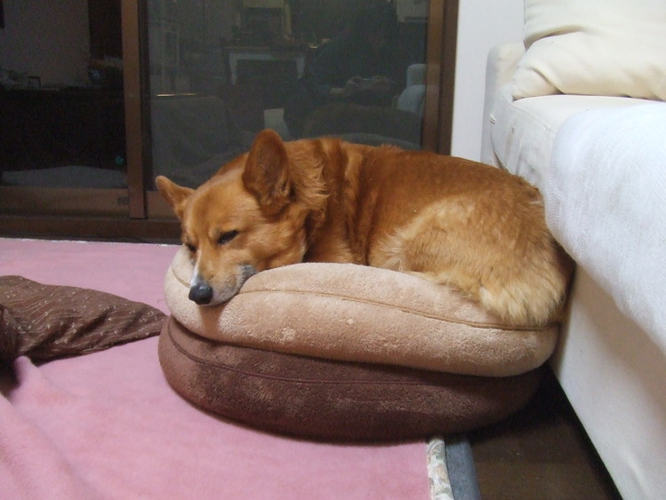 f:id:hatenacinnamon:20080313103157:image