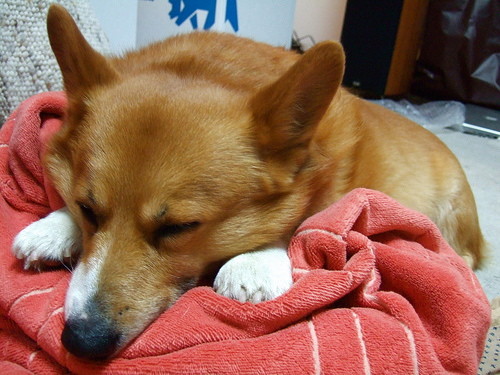f:id:hatenacinnamon:20080411132640j:image