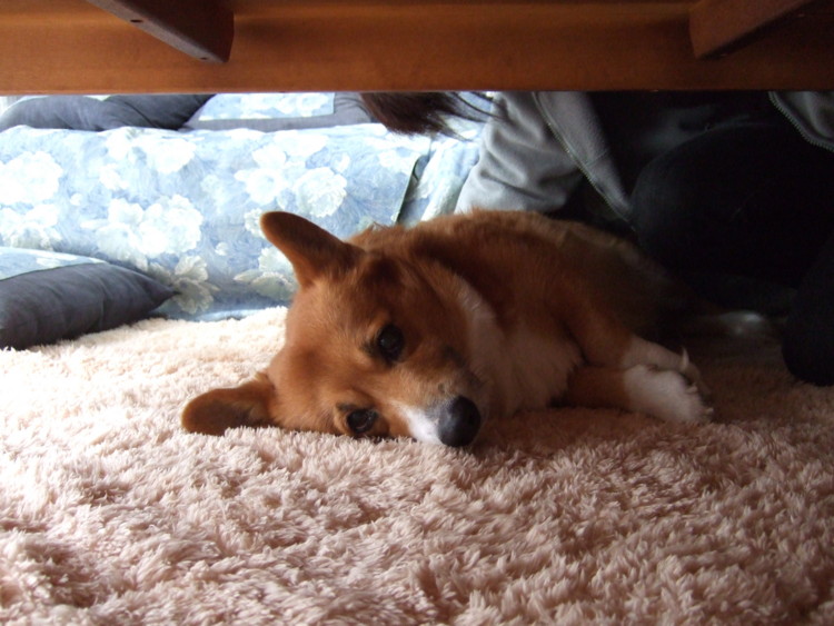 f:id:hatenacinnamon:20090102153012j:image
