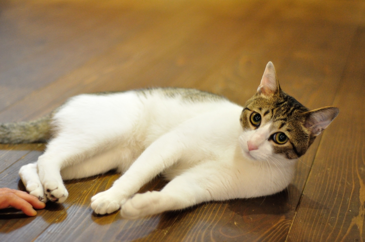 お母さんが大好きな甘えん坊 全国からファンが訪れる京都の 美猫 アメちゃん はてなニュース お母さんが大好きな甘えん坊 全国からファンが訪れる京都の 美猫 アメちゃん はてなニュース
