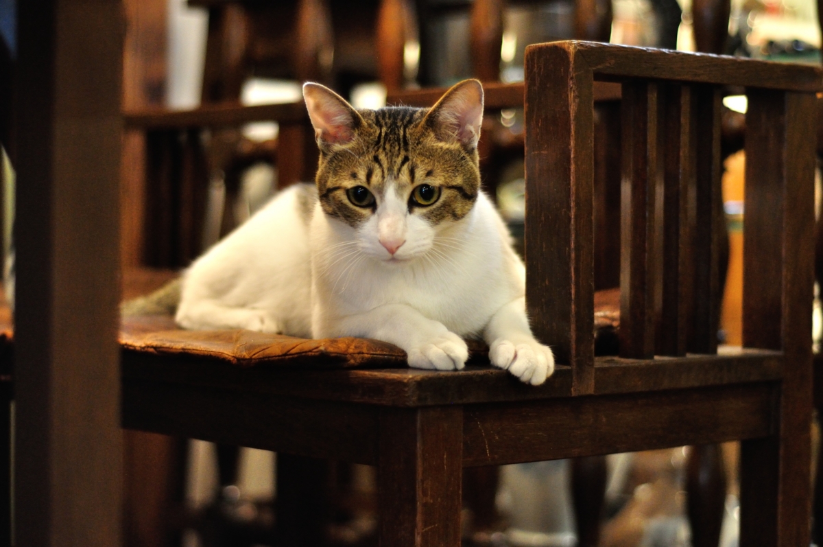 お母さんが大好きな甘えん坊 全国からファンが訪れる京都の 美猫 アメちゃん はてなニュース お母さんが大好きな甘えん坊 全国からファンが訪れる京都の 美猫 アメちゃん はてなニュース