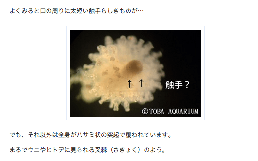 謎生物を採集しました