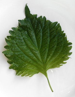 本格的な流行の前に実践しておきたい 食事 でできる花粉症対策 はてなニュース 本格的な流行の前に実践しておきたい 食事 でできる花粉症対策 はてなニュース