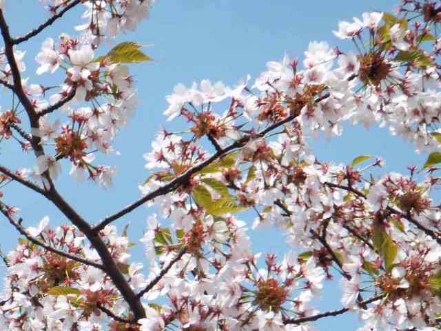 f:id:hateoji68:20110525065702j:image