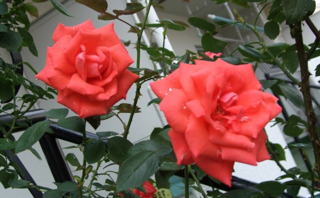 f:id:hateoji68:20120820134918j:image:w360:left