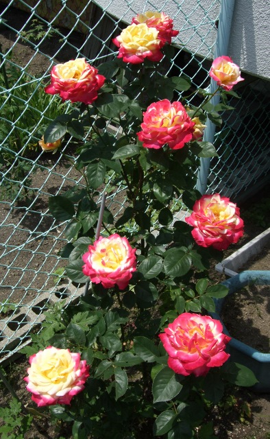 f:id:hateoji68:20130626113234j:image:w360:right