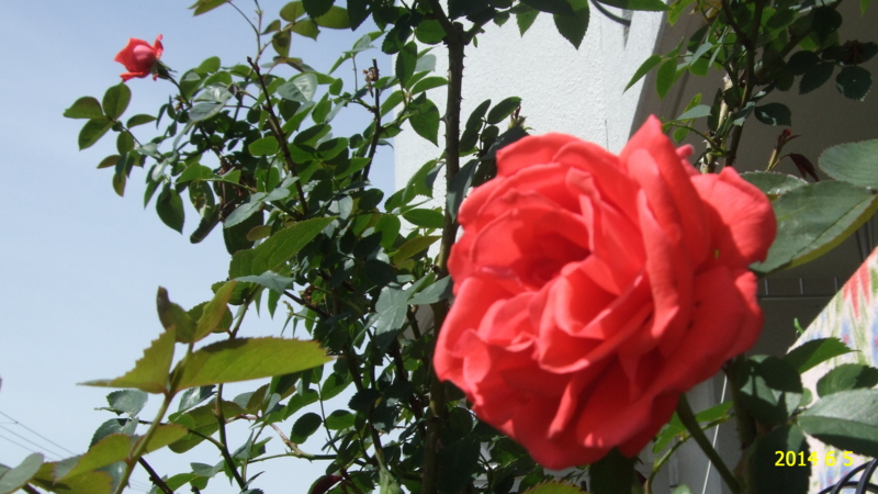 f:id:hateoji68:20140605092606j:image:w360:left f:id:hateoji68:20140605092606j:image:w360:left