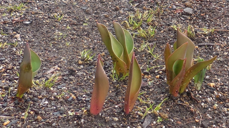 f:id:hateoji68:20150403140746j:image:w360:right
