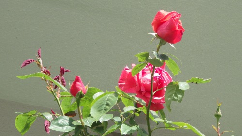 f:id:hateoji68:20150614092532j:image:w360:right