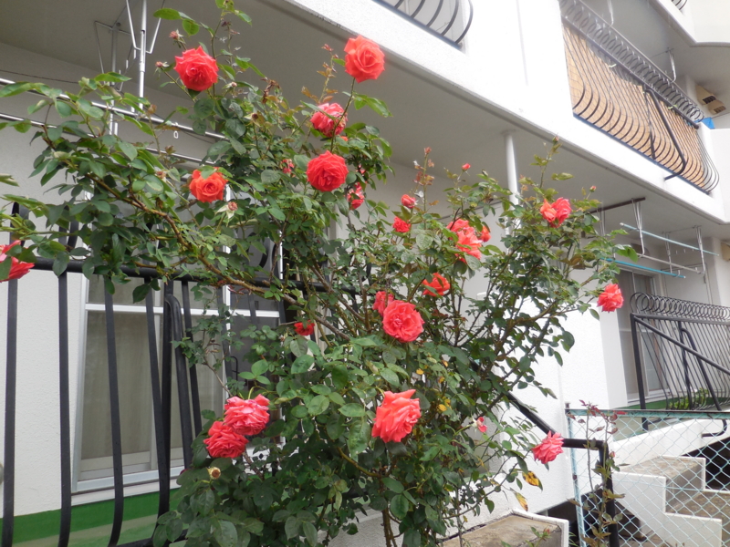 f:id:hateoji68:20150718154330j:image:w360:right