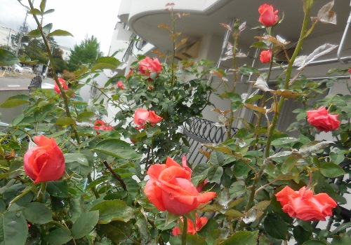 f:id:hateoji68:20150719123436j:image:w360:right
