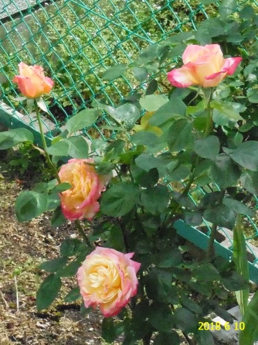 f:id:hateoji68:20180610131150j:image:w360:left