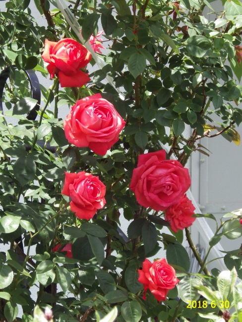 f:id:hateoji68:20180630114508j:image:w360:left
