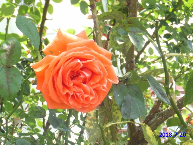 f:id:hateoji68:20180720105700j:image:w360:right