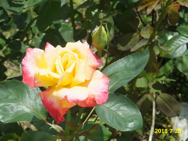 f:id:hateoji68:20180720110219j:image:w360:left