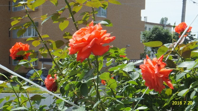 f:id:hateoji68:20180720110334j:image:w360:left