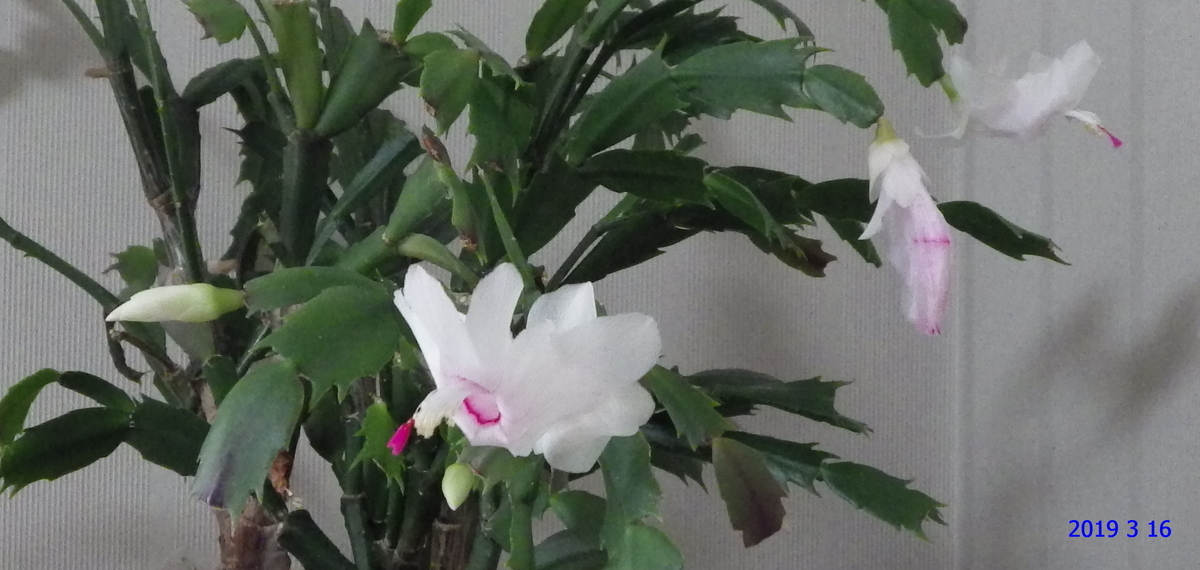 f:id:hateoji68:20190316112129j:plain