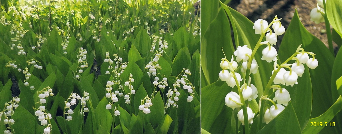 f:id:hateoji68:20190518162820j:plain f:id:hateoji68:20190518162820j:plain