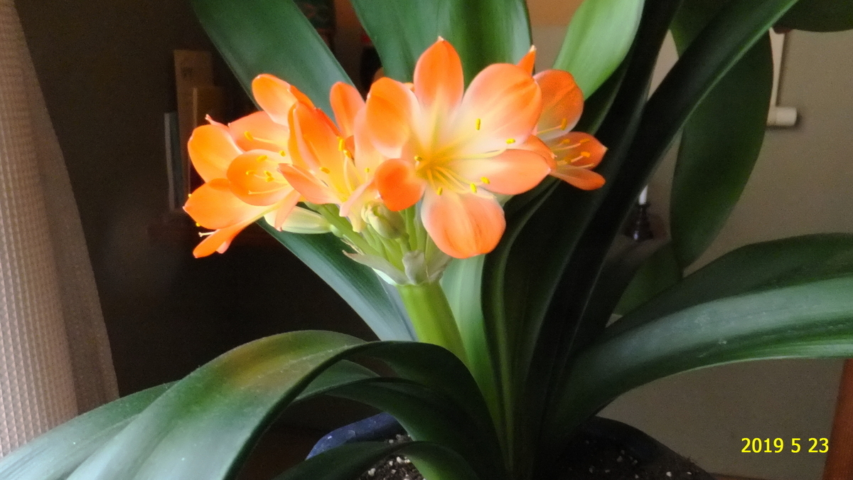 f:id:hateoji68:20190523152731j:plain