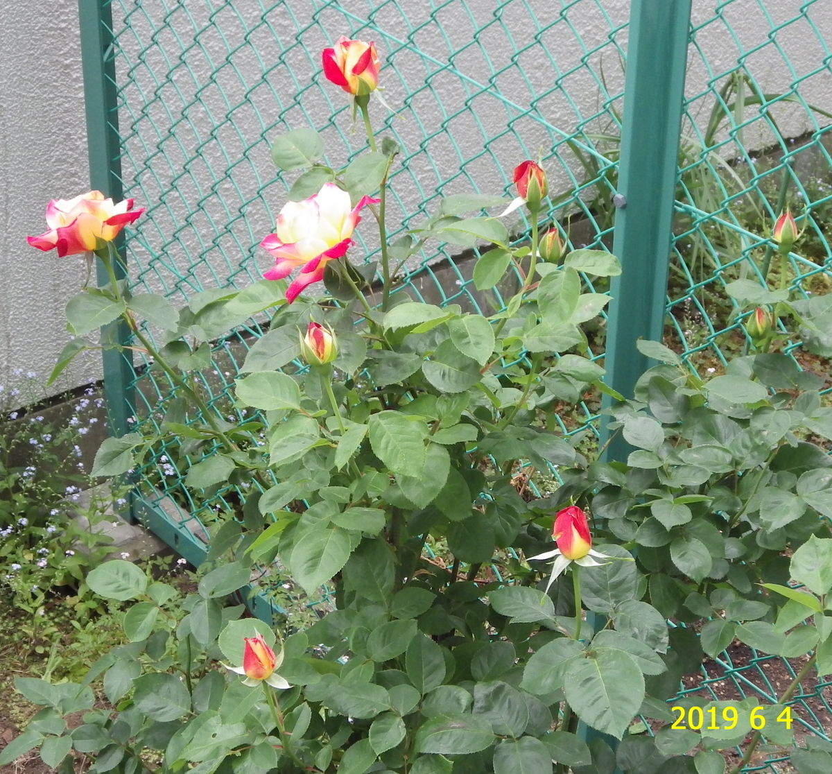 f:id:hateoji68:20190604114243j:plain