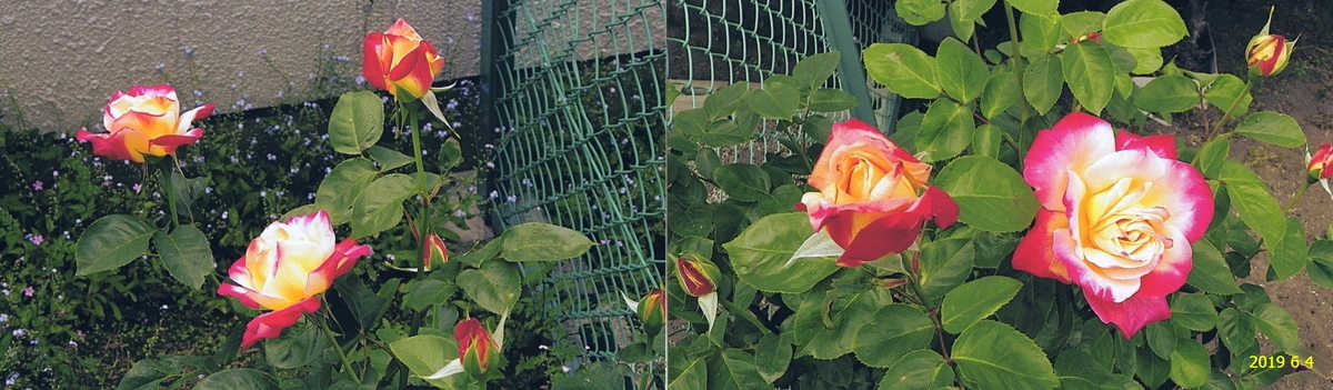 f:id:hateoji68:20190604121912j:plain f:id:hateoji68:20190604121912j:plain