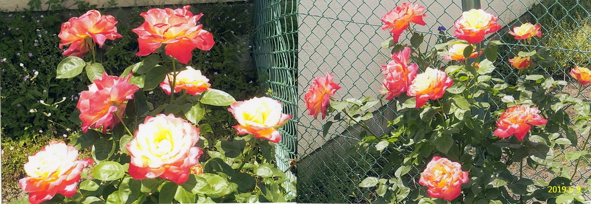 f:id:hateoji68:20190609111229j:plain f:id:hateoji68:20190609111229j:plain